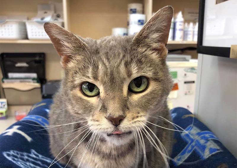 Christina Animal Hospital Mulberry veterinarians